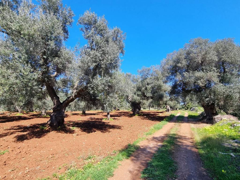 Terreno a Carovigno in SP34 - Foto 3