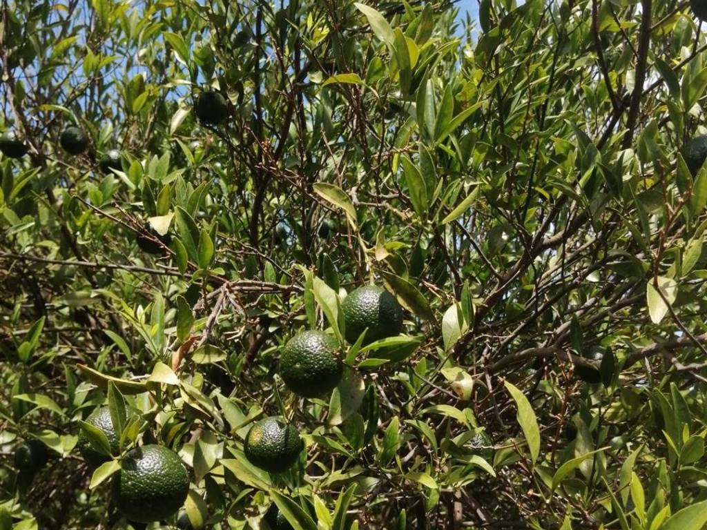 Terreno a Carlentini in C.DA CILLEPI - Foto 5