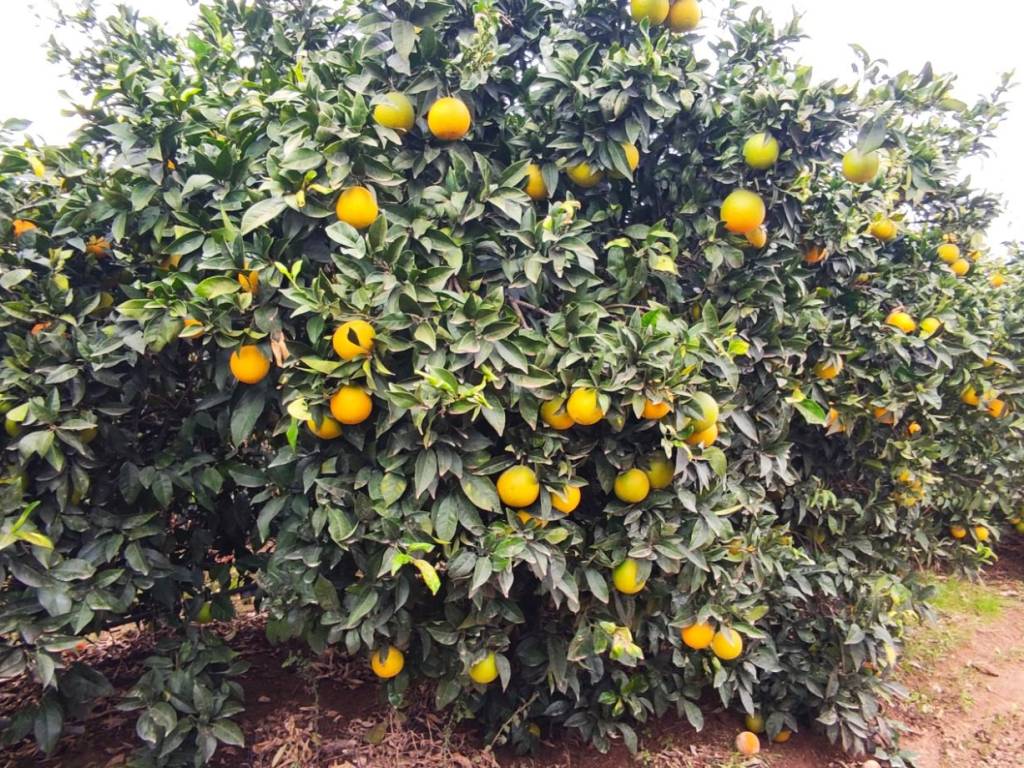 Terreno a Veglie in Strada Provinciale Monteruga Veglie - Foto 3