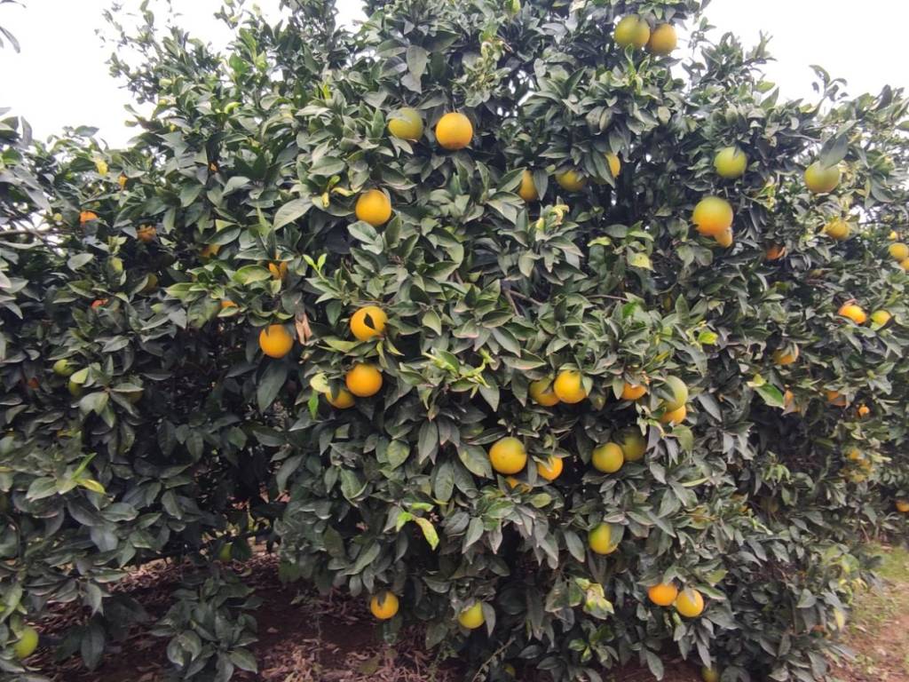 Terreno a Veglie in Strada Provinciale Monteruga Veglie - Foto 4