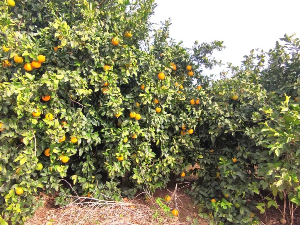 Terreno a Veglie in Strada Provinciale Monteruga Veglie - Foto 5