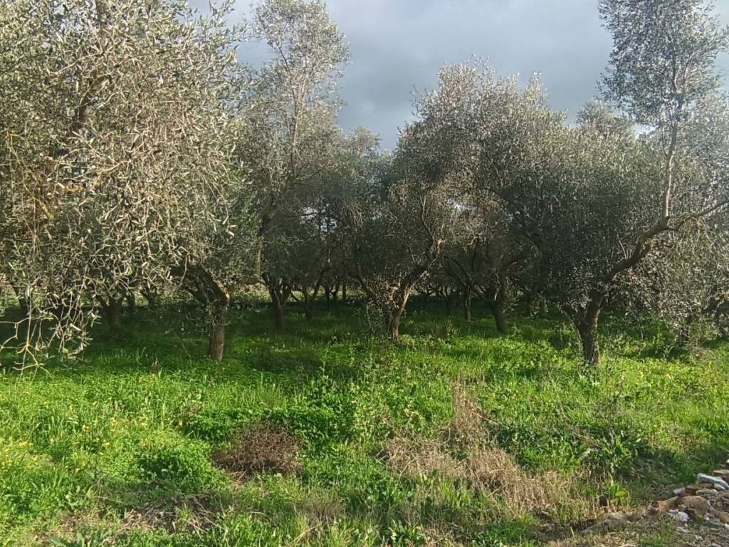 Terreno a Casal velino in Via Isca di Porzia - Foto 3