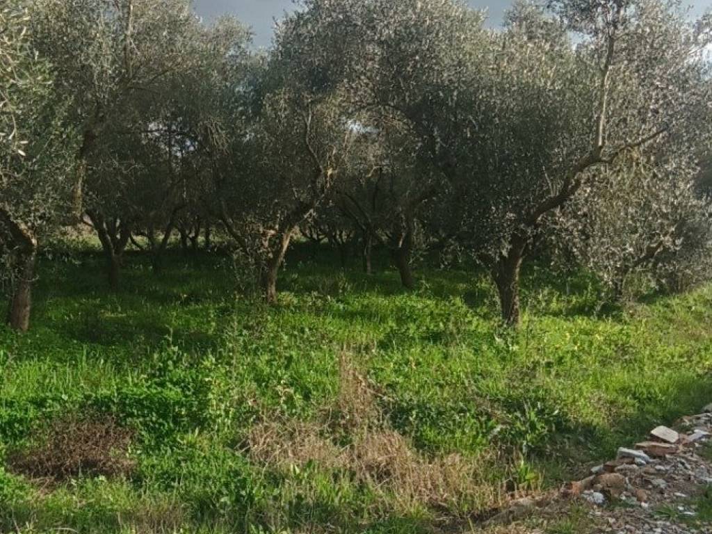Terreno a Casal velino in Via Isca di Porzia - Foto 4