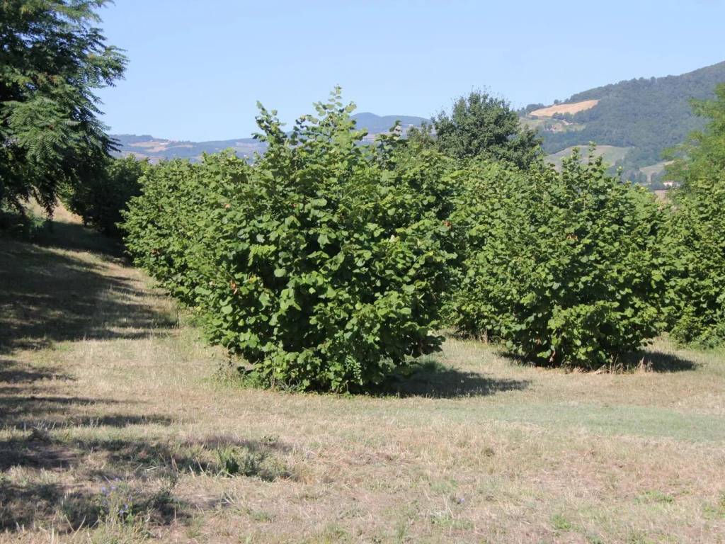 Terreno a Travo in Località Coni - Foto 2