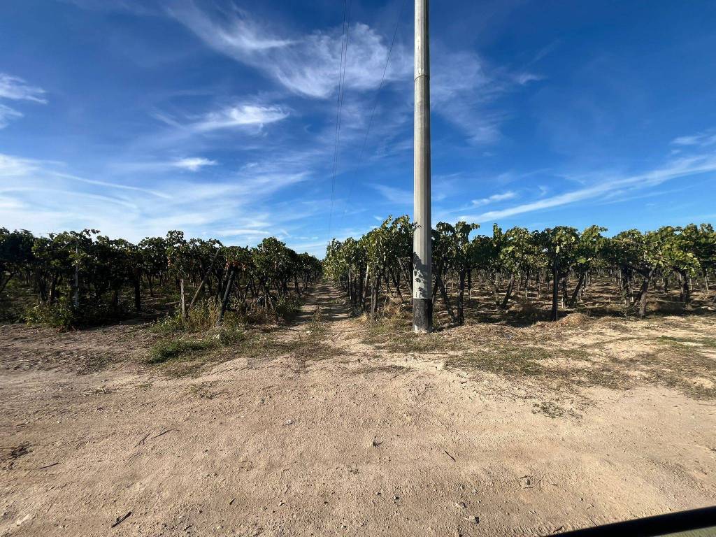 Terreno a Cerignola in Strada Provinciale 62 - Foto 5