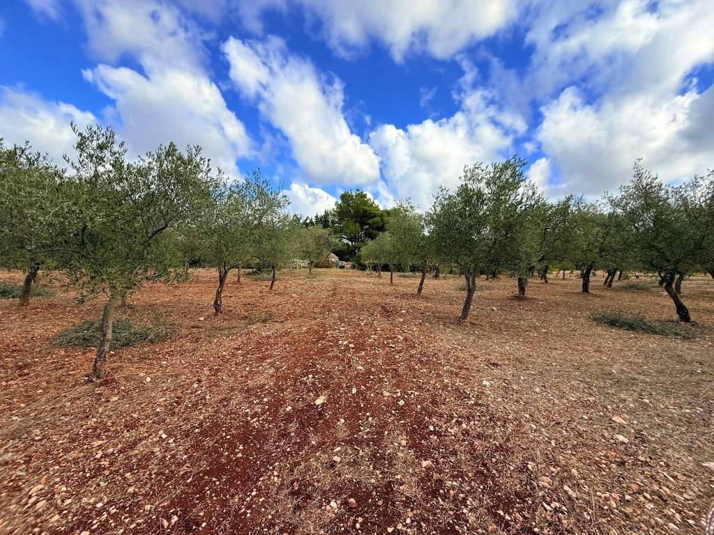 Terreno a Grumo appula in Grumo Appula - Foto 5