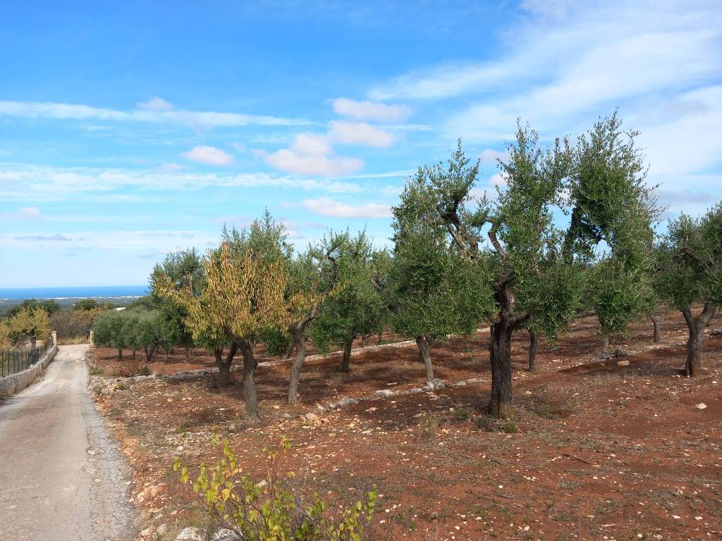Terreno a Ostuni in Contrada San Giovanni - Foto 3