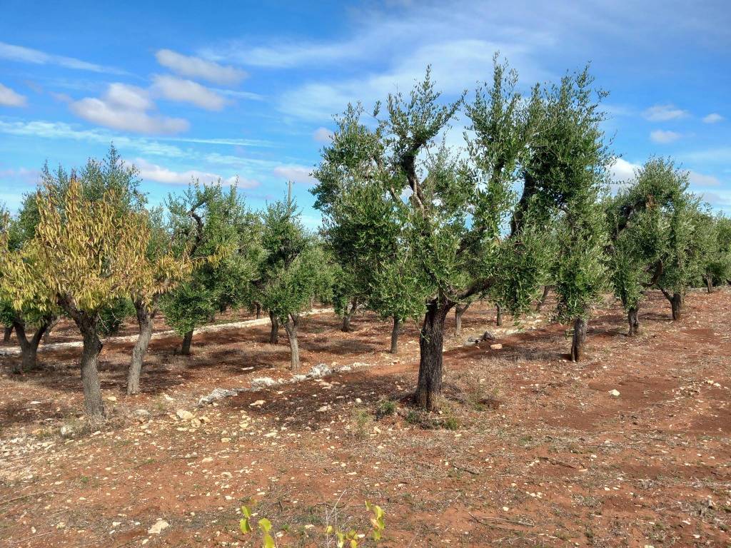 Terreno a Ostuni in Contrada San Giovanni - Foto 4