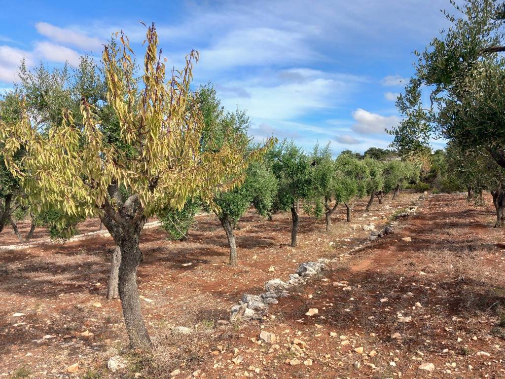 Terreno a Ostuni in Contrada San Giovanni - Foto 5