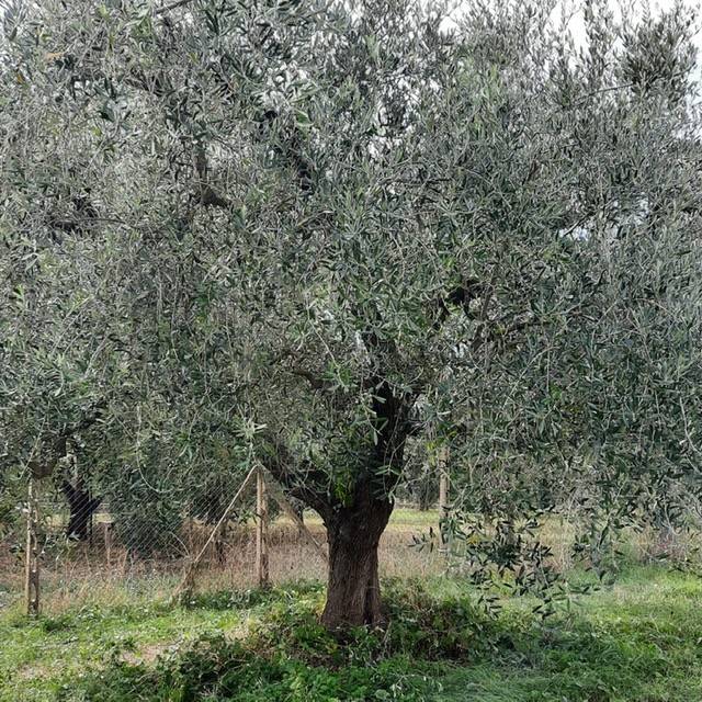 Terreno a Genzano di roma in Stradone Muti 1, 2 - Foto 5