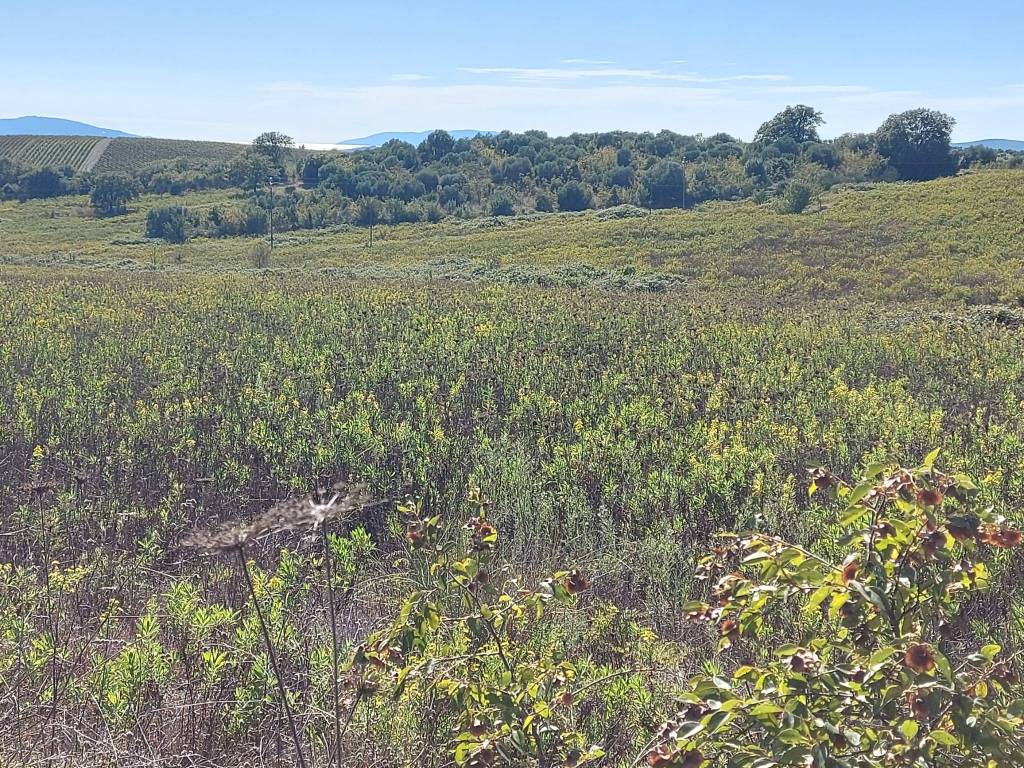 Terreno a Magliano in toscana in Località Sterpeti - Foto 4