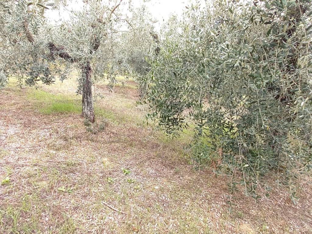 Rustico / casale a Carmignano in Via Carmignanese - Foto 4