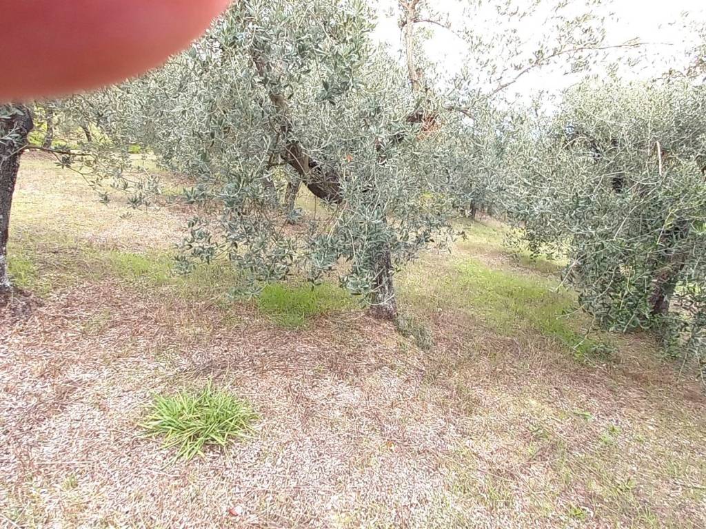Rustico / casale a Carmignano in Via Carmignanese - Foto 5
