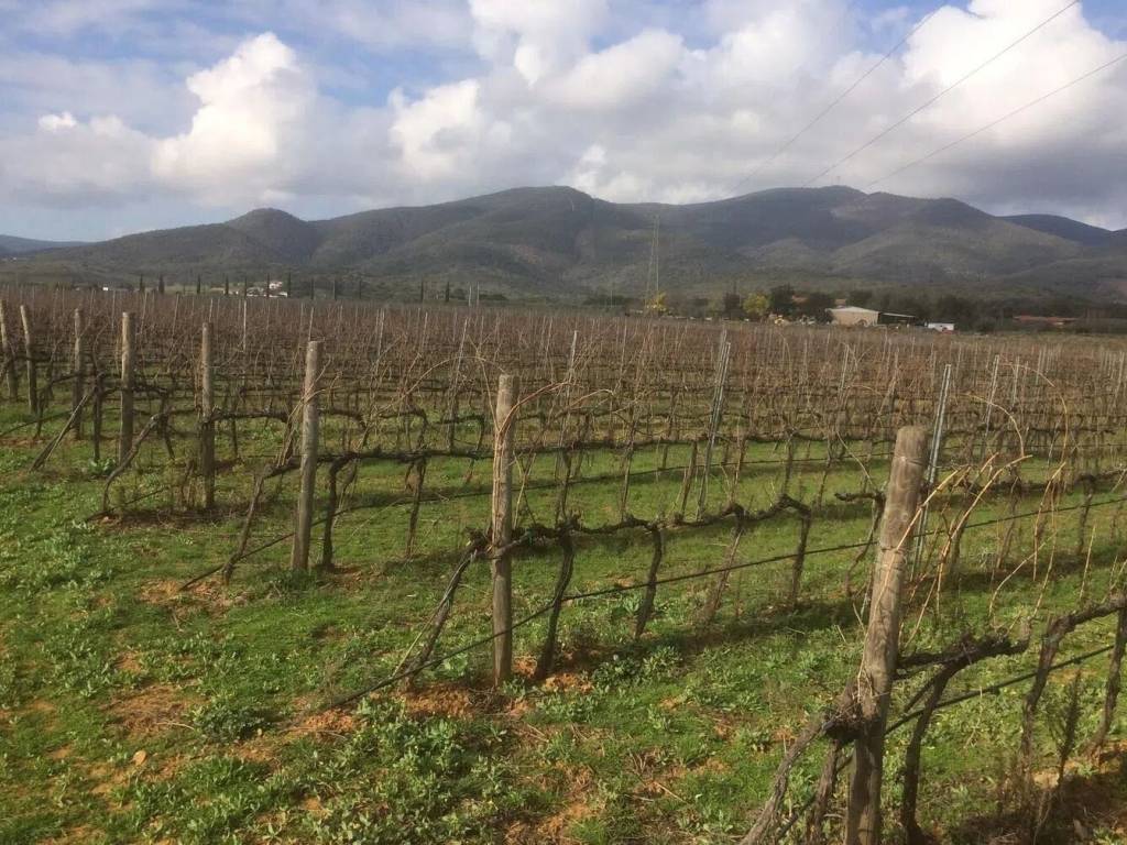 Terreno a Castiglione della pescaia in Strada Provinciale 123 Strette - Foto 3