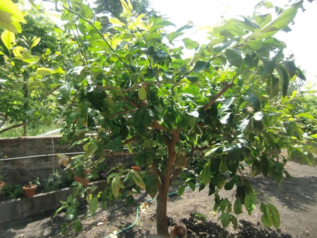 Villa a Pedara in Via Carini - Foto 4