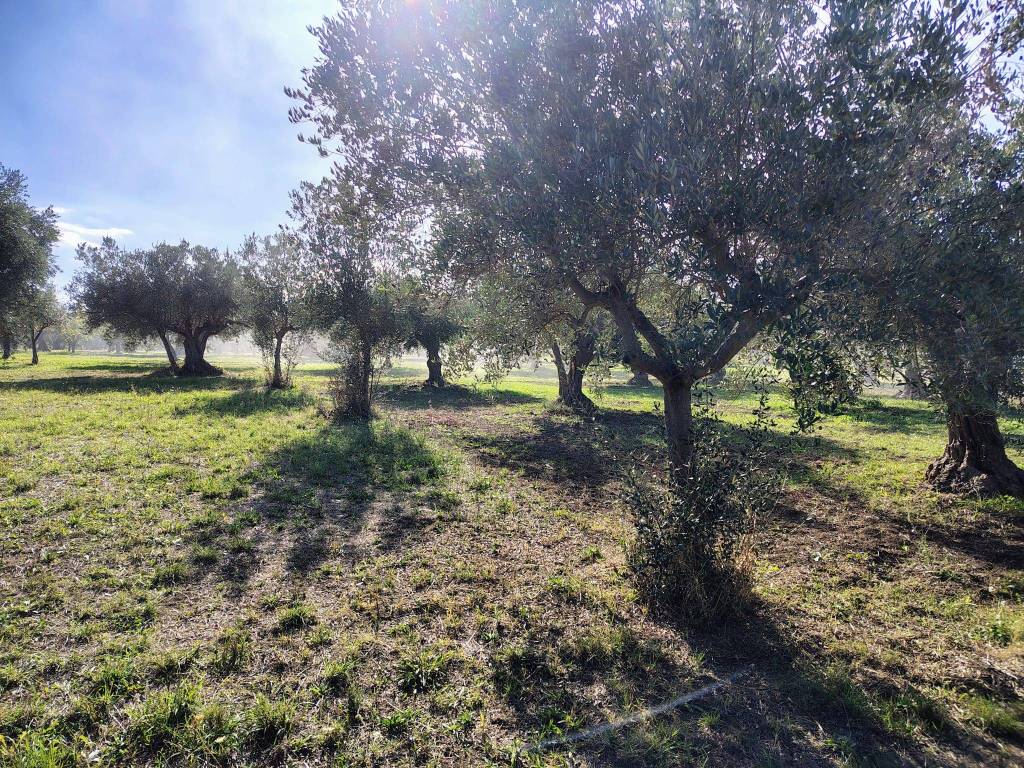 Terreno a Lanciano - Foto 5