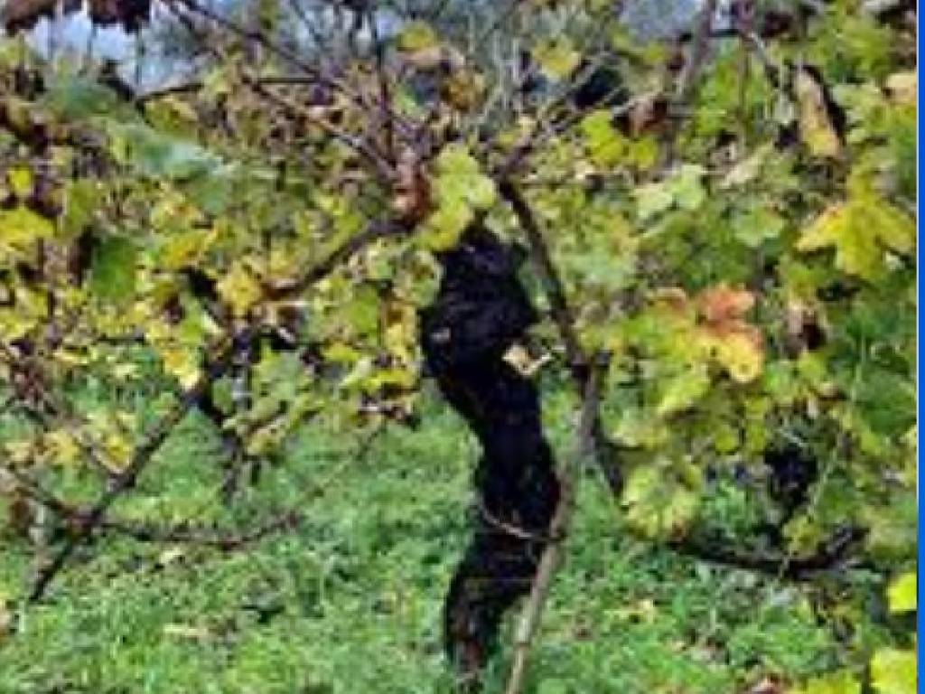 Rustico / casale a Vezzano ligure in Via Masignano, 17 - Foto 4