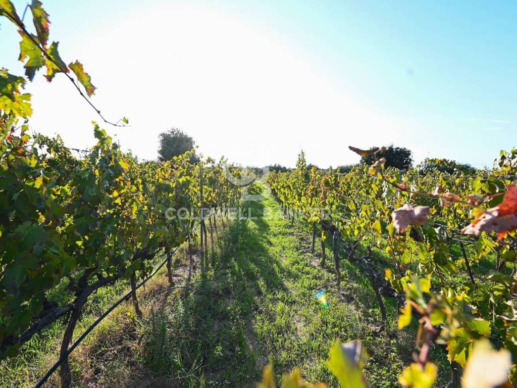 Villa a Chiaramonte gulfi in Contrada Mortilla - Foto 4