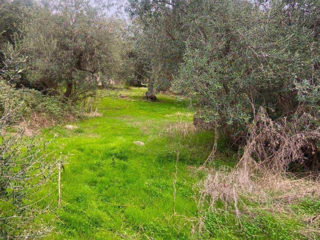 Terreno a Gratteri in Contrada Rapputi - Foto 4