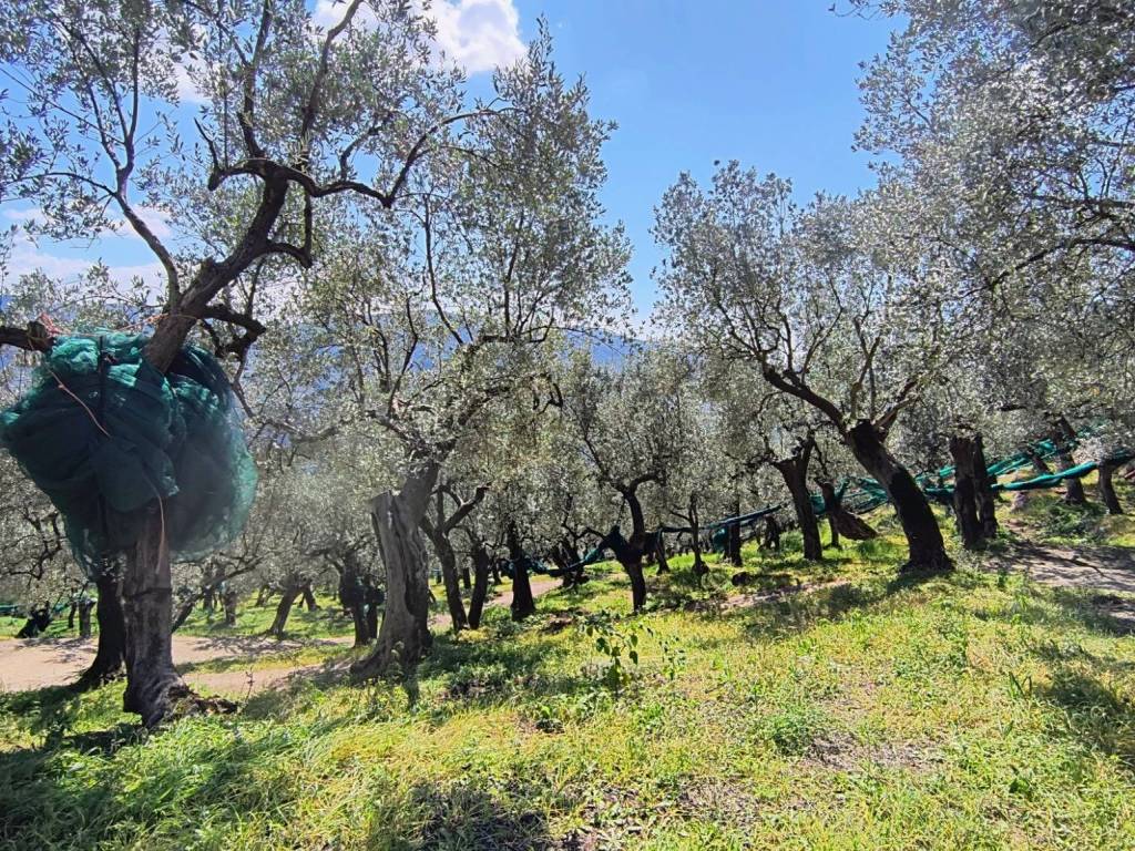 Terreno a Giffoni valle piana in Terravecchia - Foto 5