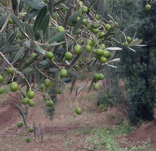 Terreno a Sessa aurunca in Sp14 - Foto 2