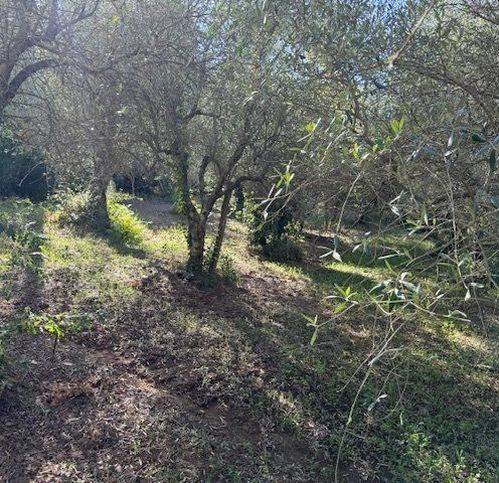Terreno a Sessa aurunca in Strada Provinciale Roccamonfina - Valogno 14 - Foto 5
