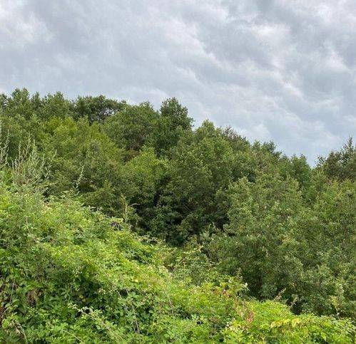 Terreno a Sessa aurunca in Strada Provinciale 292 - Foto 5