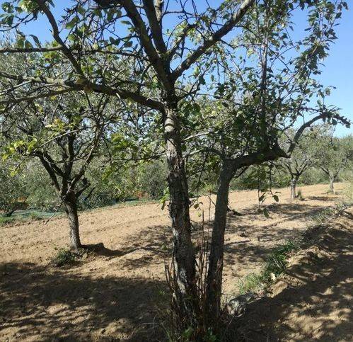 Terreno a Sessa aurunca in San Carlo - Foto 3