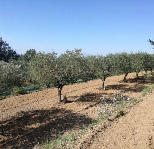 Terreno a Sessa aurunca in San Carlo - Foto 4