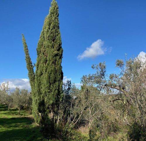Terreno a Sessa aurunca in Via Xxi Luglio 52 - Foto 4