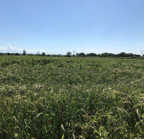 Terreno a Sessa aurunca in Via Feroni - Foto 2
