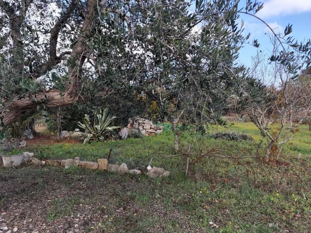 Terreno a Ostuni in Contrada Cervarolo No Number - Foto 3