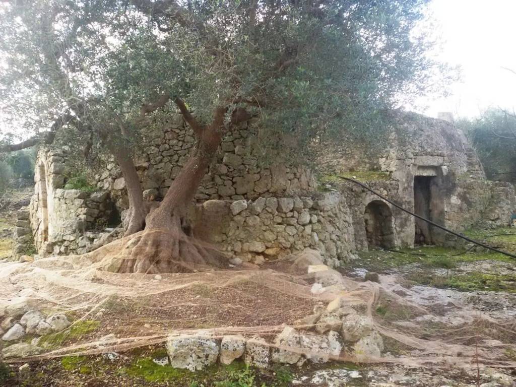 Rustico / casale a Ostuni in S. .P. 29 No Number - Foto 5