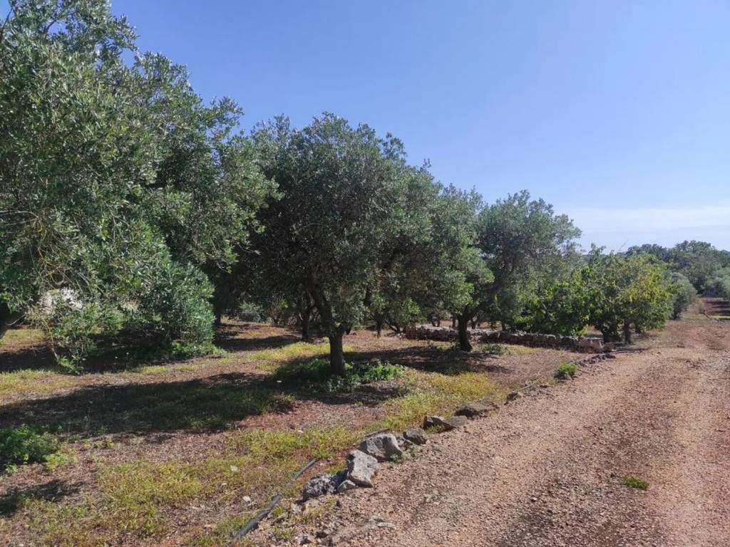 Rustico / casale a Ostuni in Contrada Minchiullo No Number - Foto 4