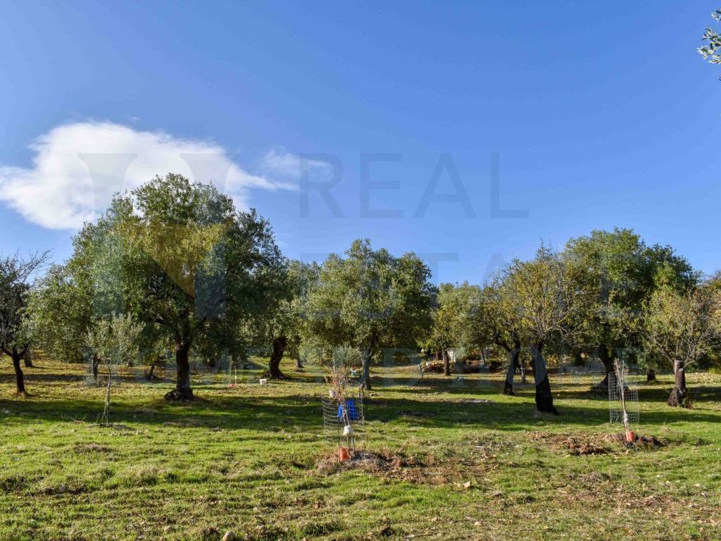 Terreno a Noto in Via Tommaso Fazello, 228 - Foto 4