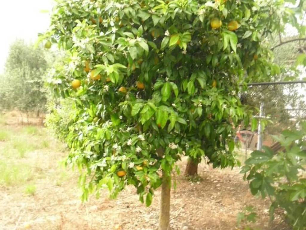 Villa a Trani in Via Pezza Della Chiesa No Number - Foto 2