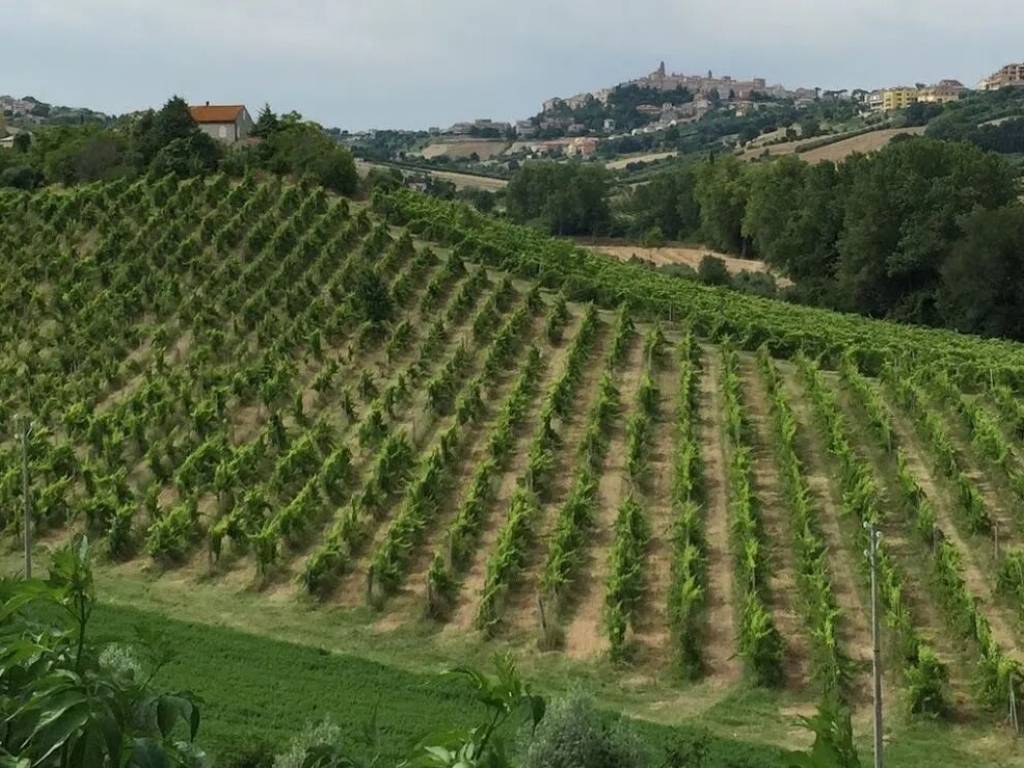 Terreno a Sant'elpidio a mare in Strada Comunale Pozzetto, 2612 - Foto 3