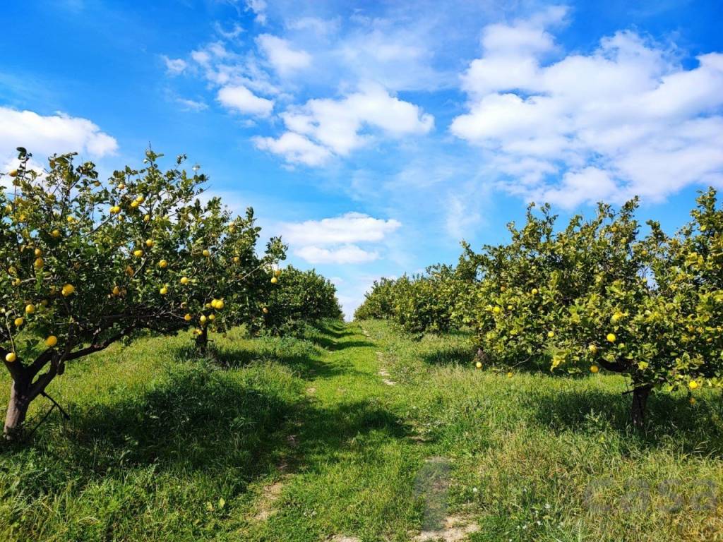 Rustico / casale a Noto - Foto 4