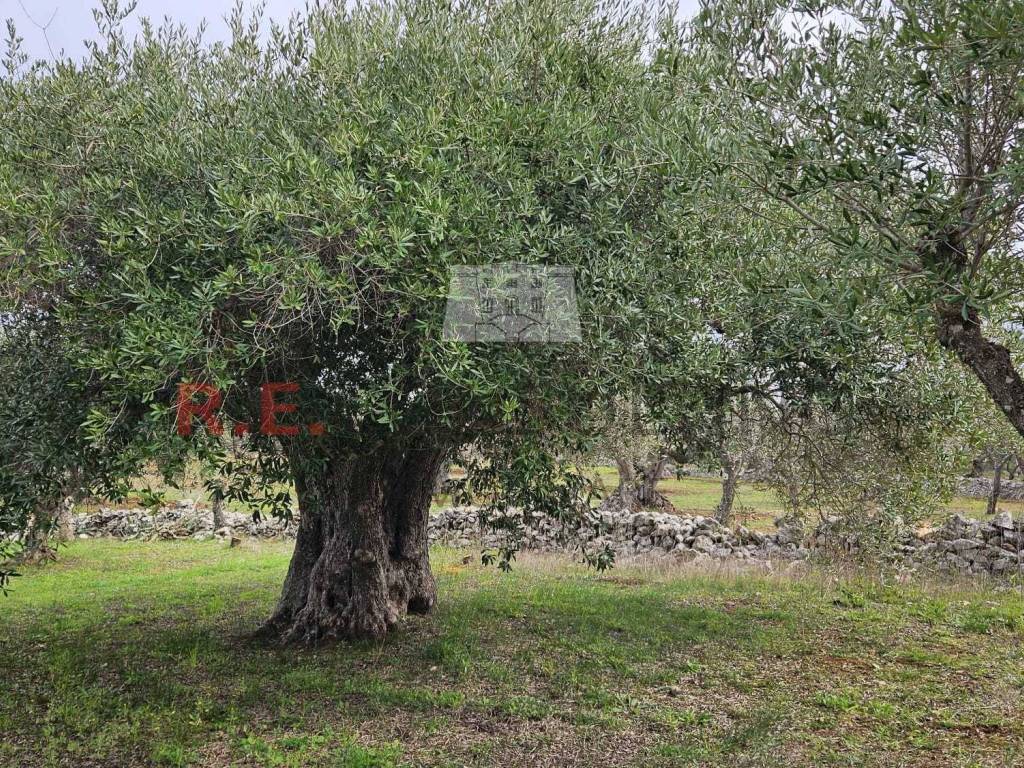 Rustico / casale a Martina franca - Foto 3