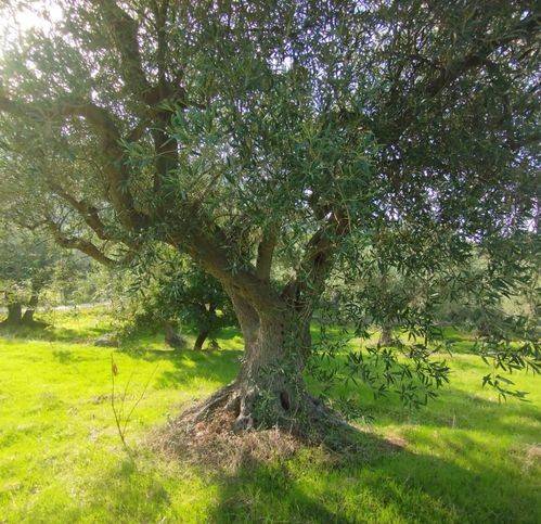 Terreno a Altavilla milicia in Via Piano Sperone 18 - Foto 4