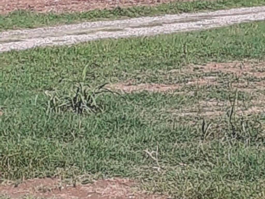 Villetta a schiera a Gattatico in Via Giuseppe Mazzini, 34 - Foto 2