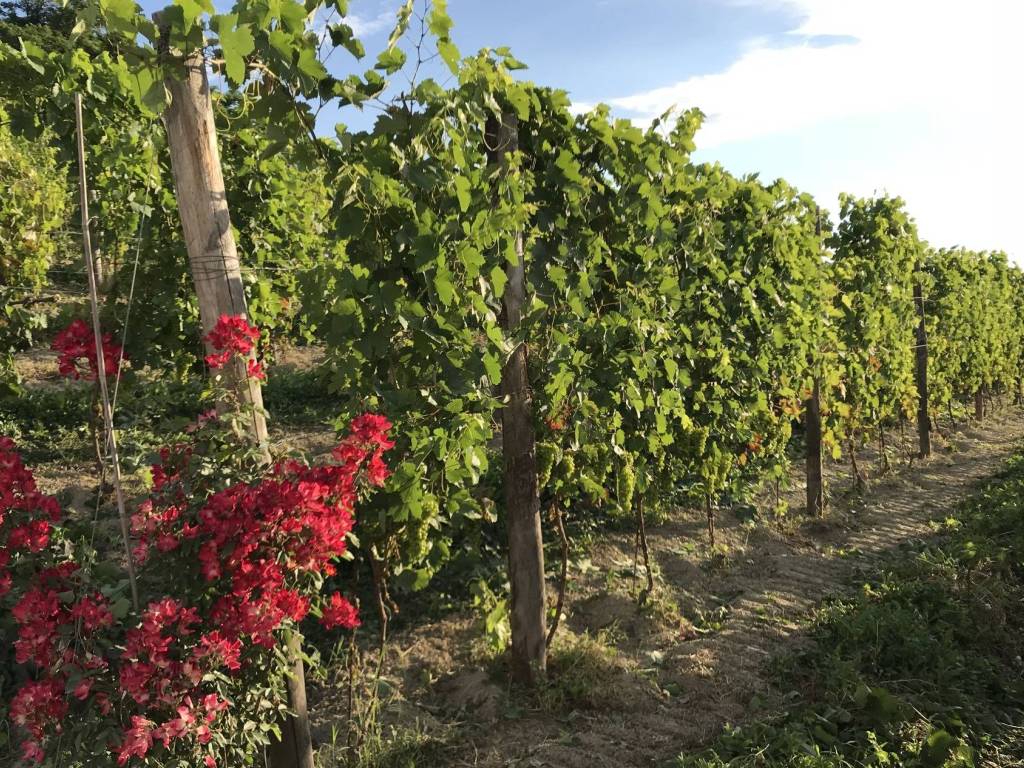 Rustico / casale a Agliano terme in Regione San Rocco - Foto 4