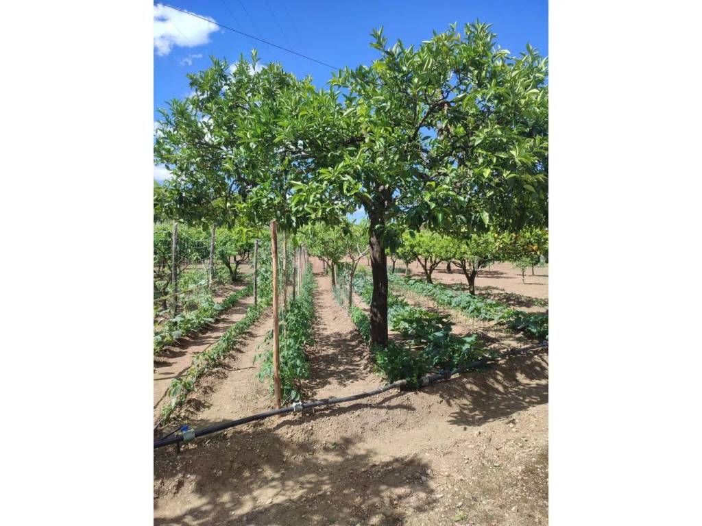 Terreno a Olevano sul tusciano in Via Grottapanne - Foto 3