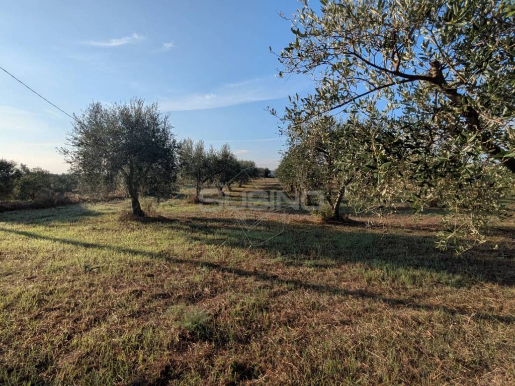 Terreno a Noto in strada stallaini - Foto 2