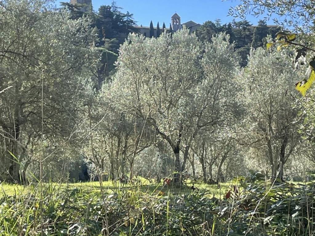 Rustico / casale a Parrano in Località le case - Foto 2