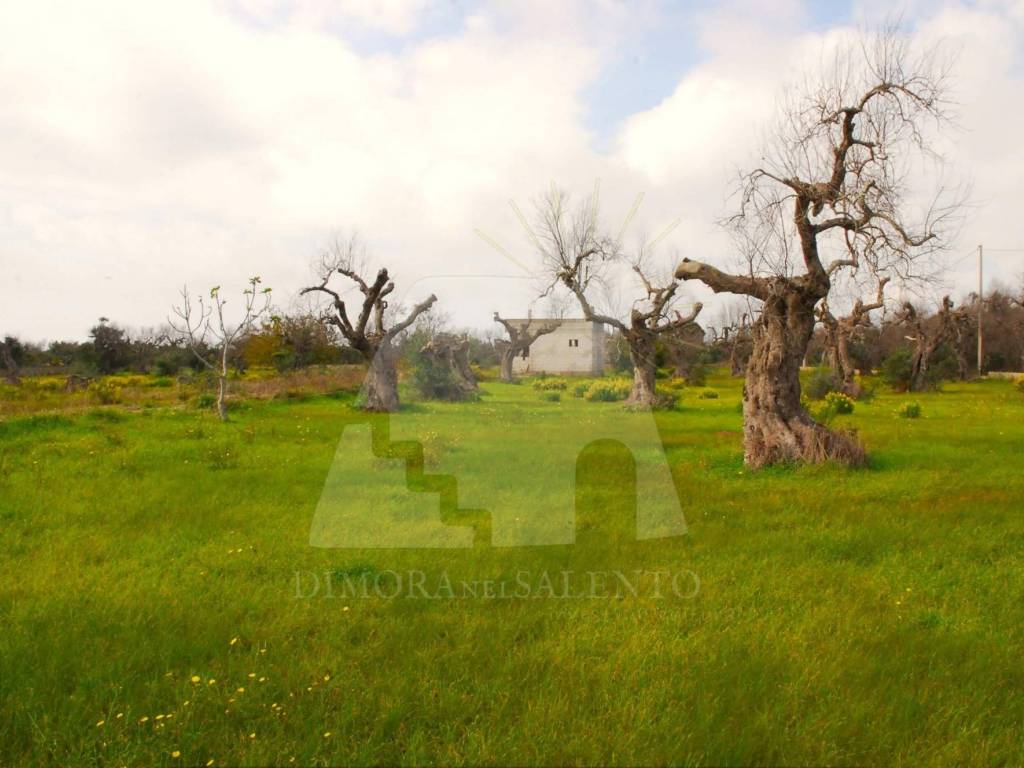 Terreno a Gagliano del capo in Strada Provinciale Lecce Santa Maria di Leuca - Foto 4
