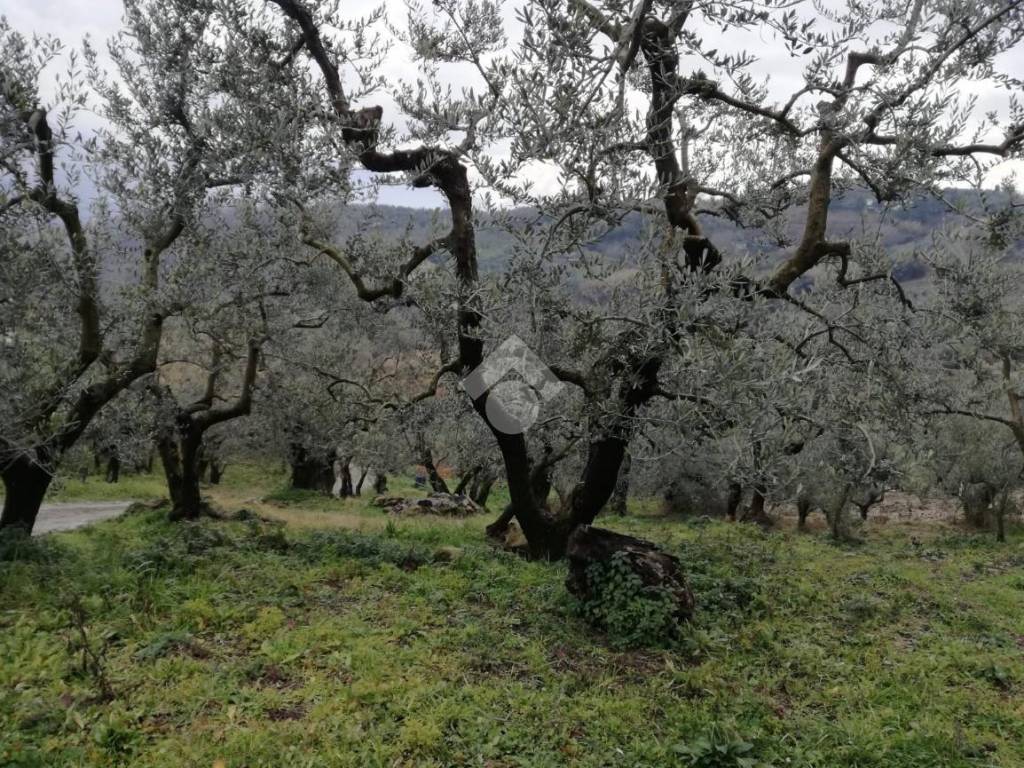 Rustico / casale a Olevano romano in Località Corso - Foto 2