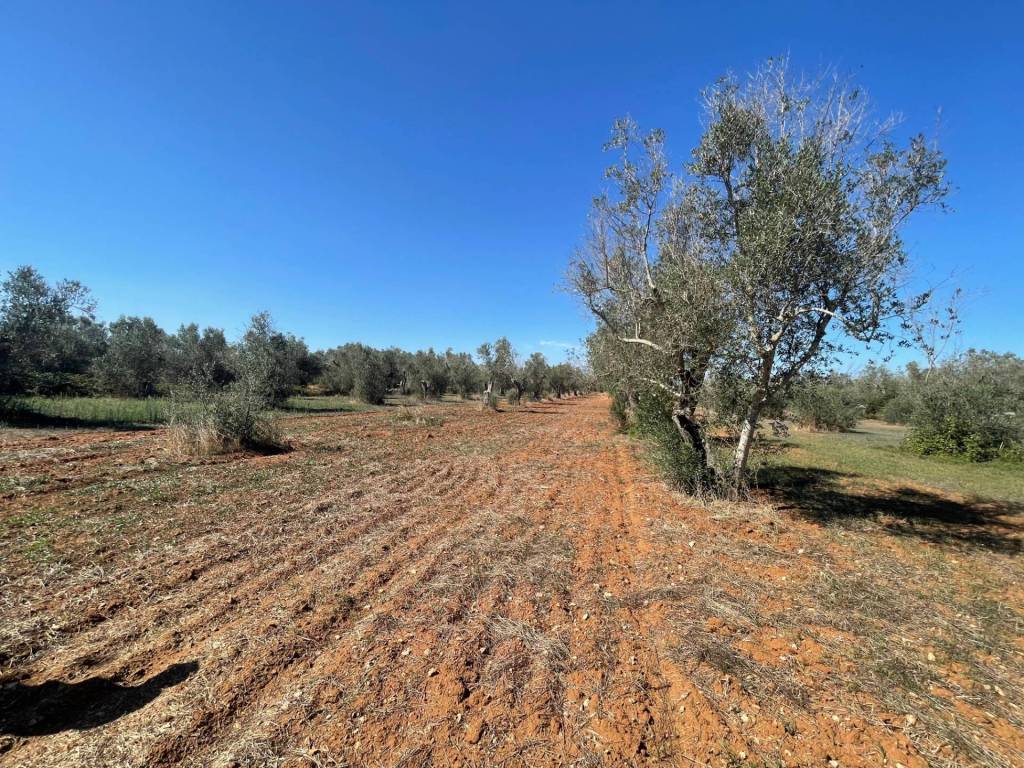 Rustico / casale a Andrano in Via Vecchia Lecce - Foto 3