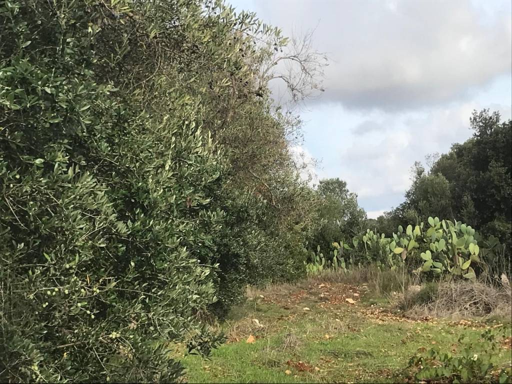 Terreno a Ostuni in Contrada Molillo - Foto 2