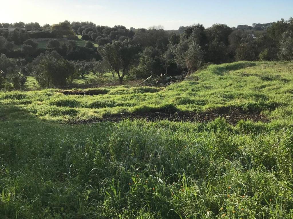 Terreno a Ostuni in Contrada Molillo - Foto 3